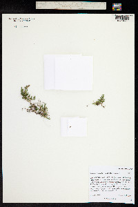 Selaginella underwoodii image