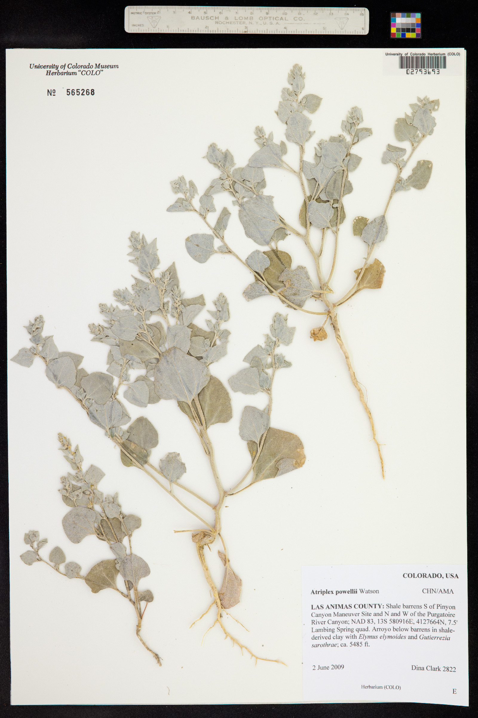 Atriplex powellii image