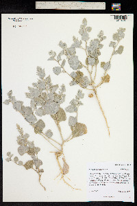 Atriplex powellii image