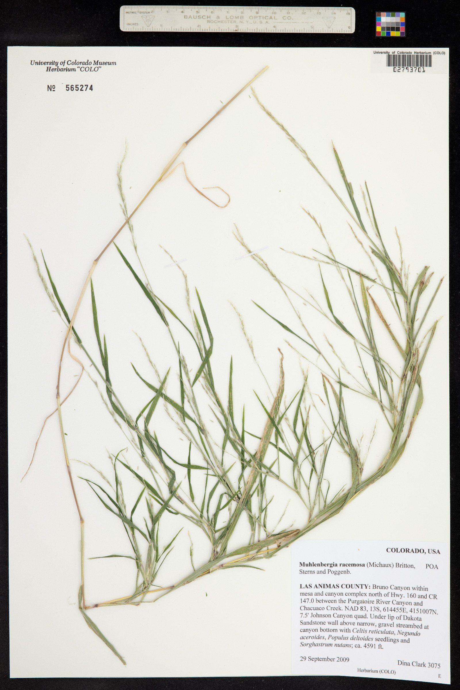 Muhlenbergia racemosa image