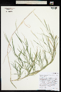 Muhlenbergia racemosa image