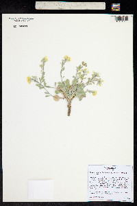 Physaria vitulifera image