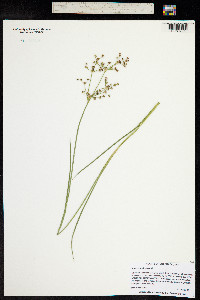 Juncus articulatus image