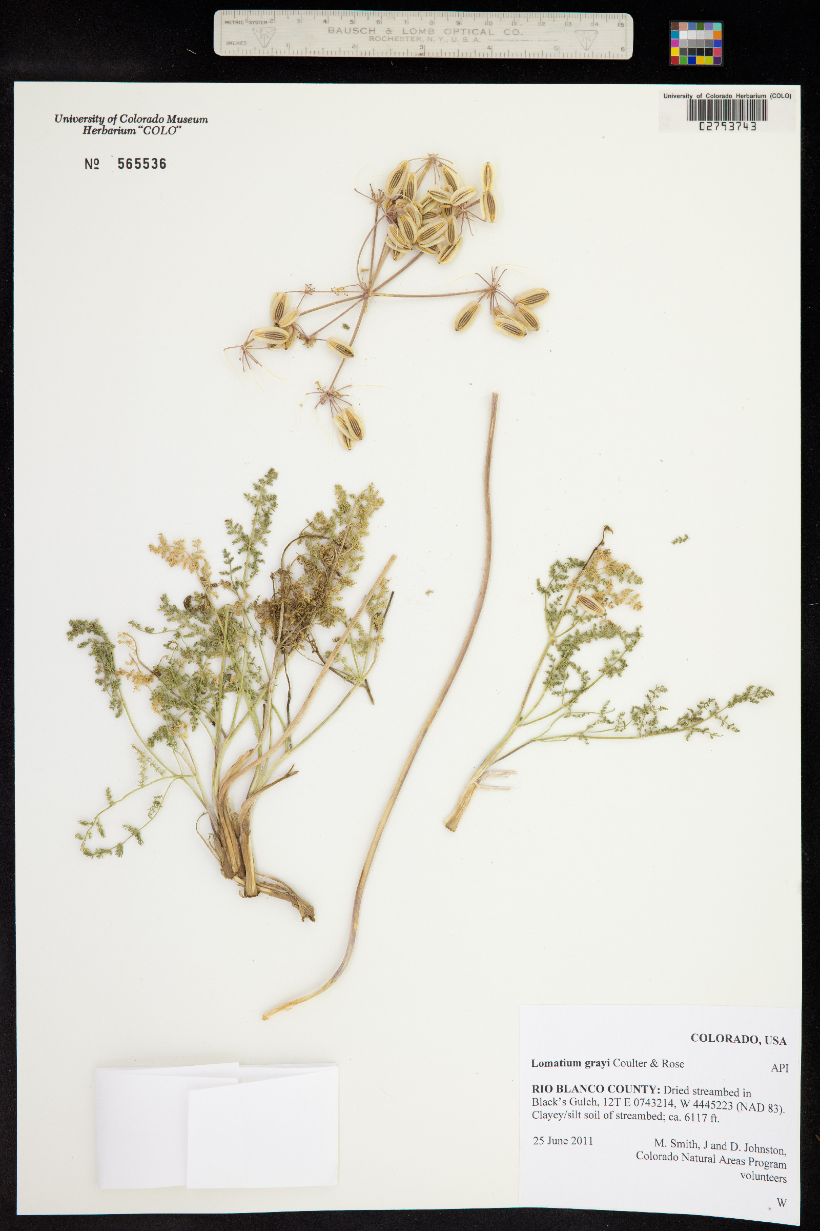 Lomatium grayi image