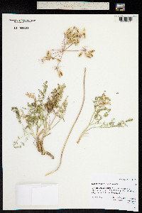 Lomatium grayi image