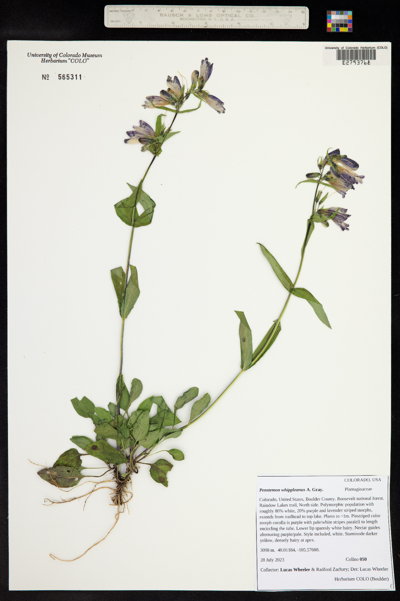 Penstemon whippleanus image