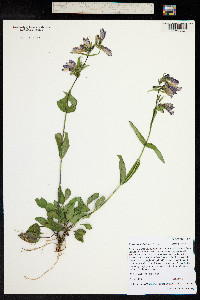 Penstemon whippleanus image