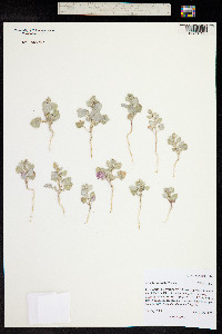Atriplex powellii image
