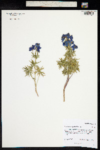 Delphinium alpestre image