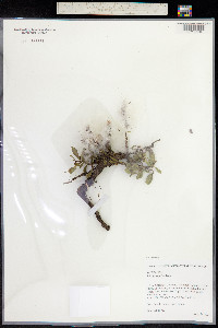 Salix arctica image