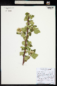 Physocarpus monogynus image