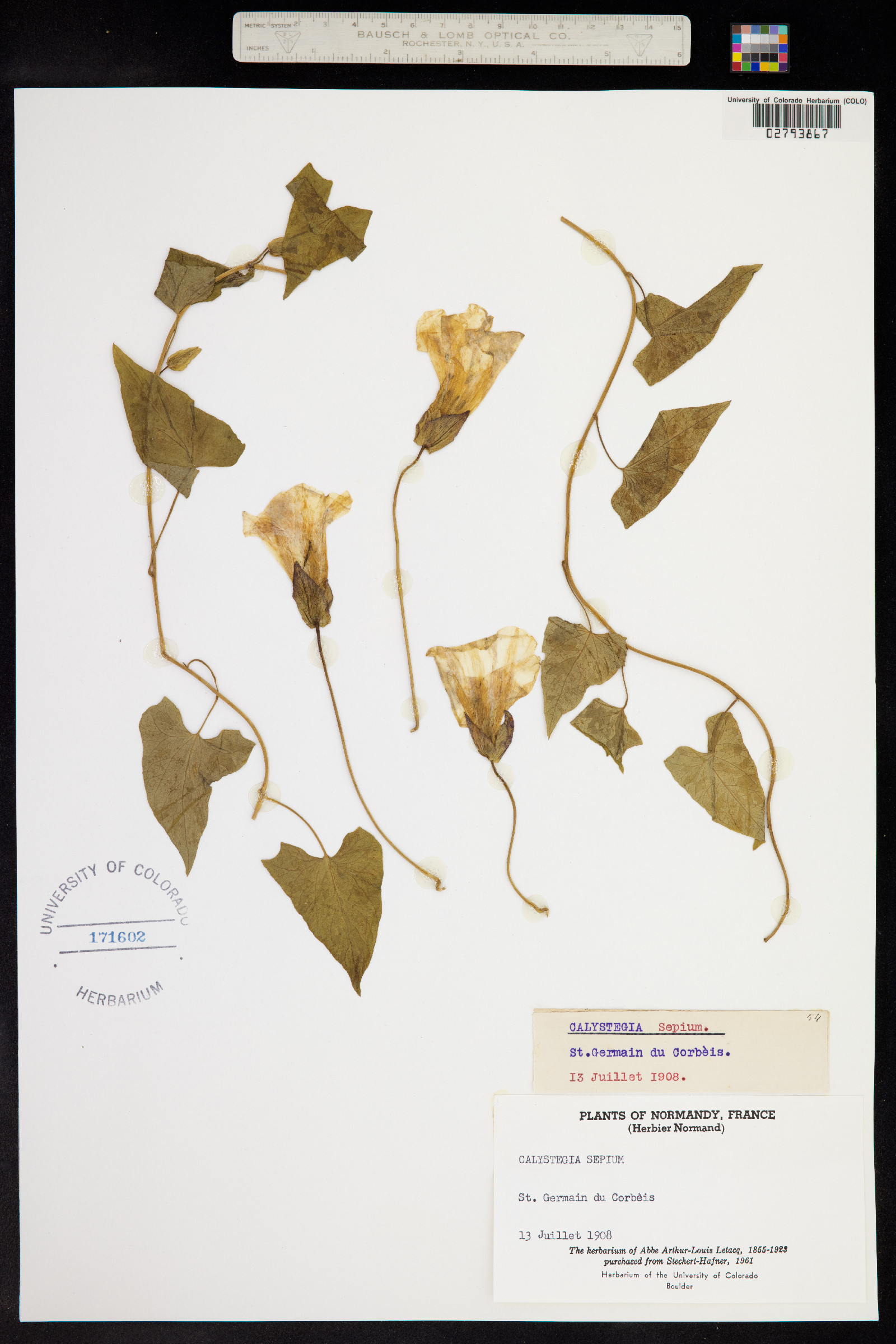 Calystegia sepium image