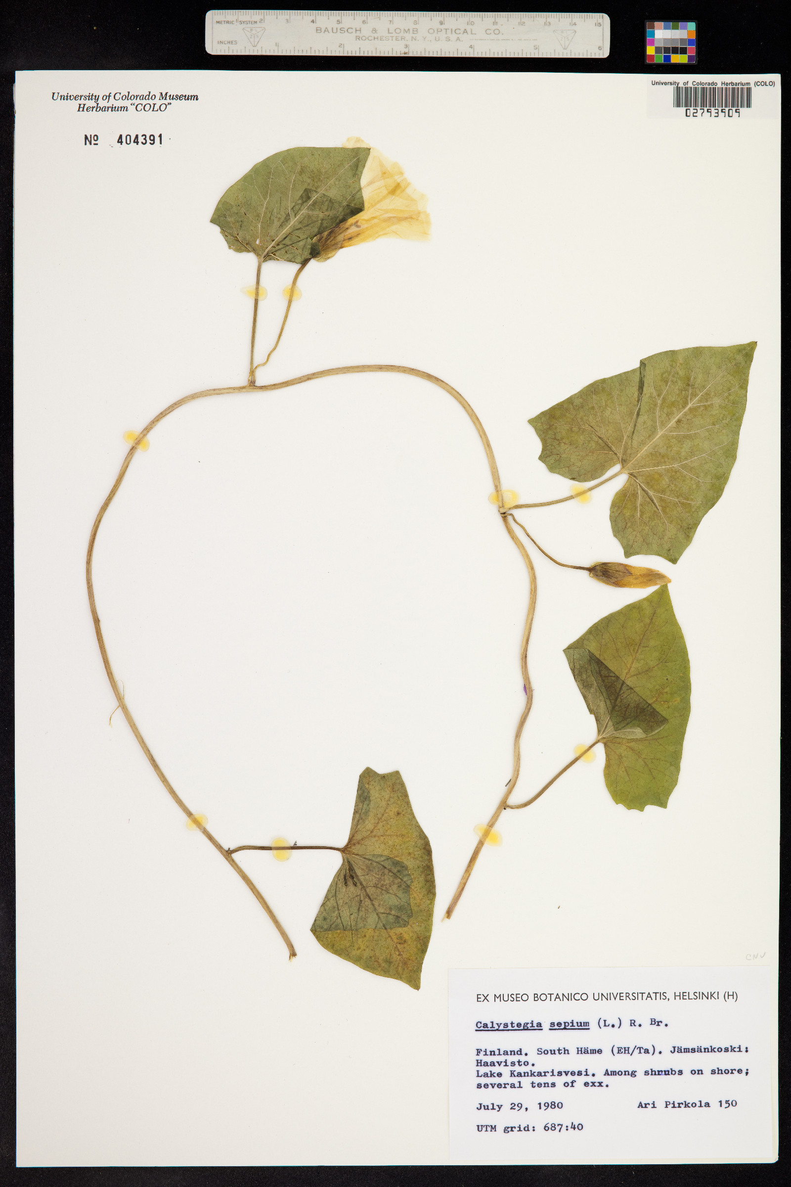 Calystegia sepium image