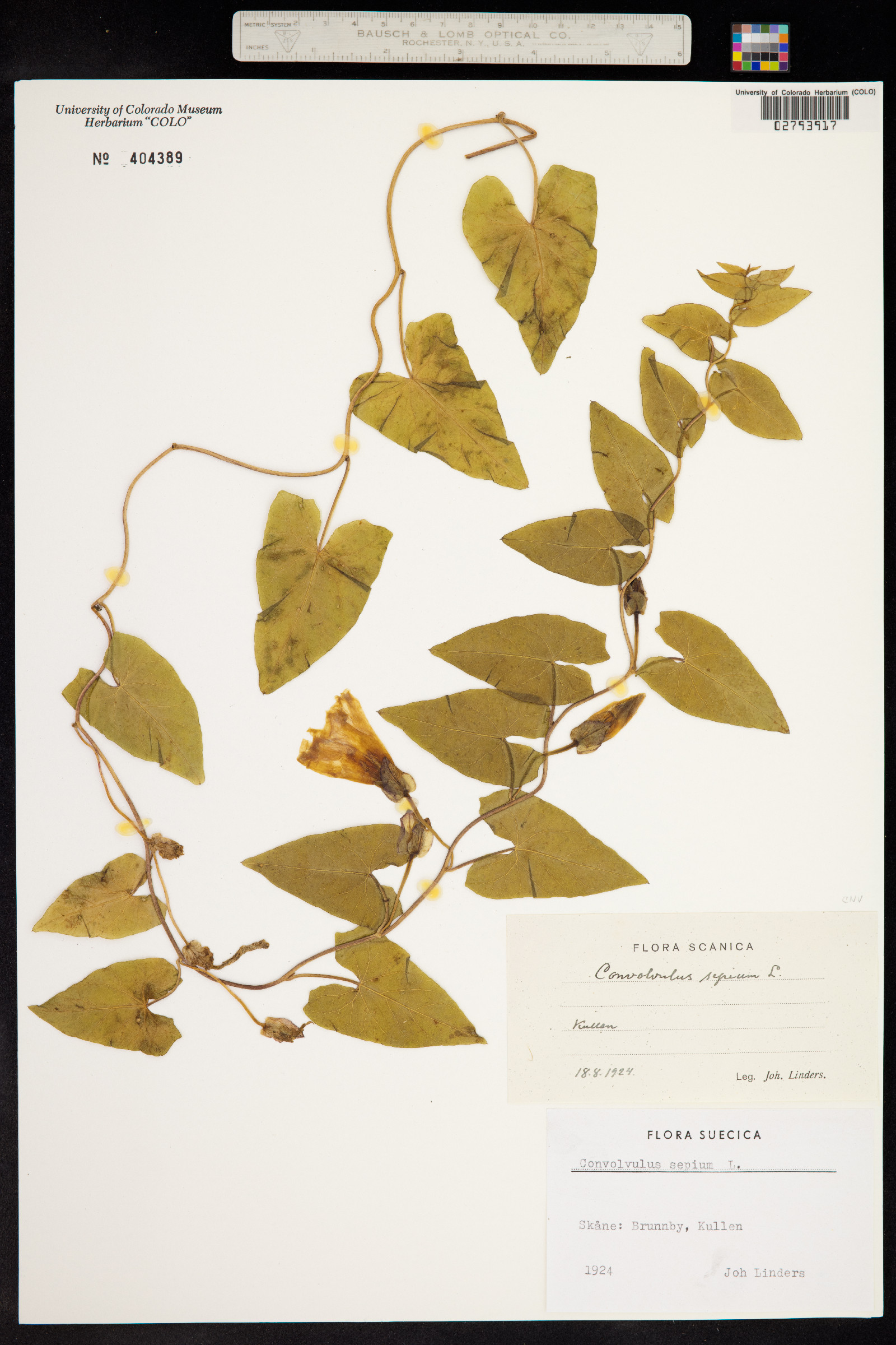 Calystegia sepium image