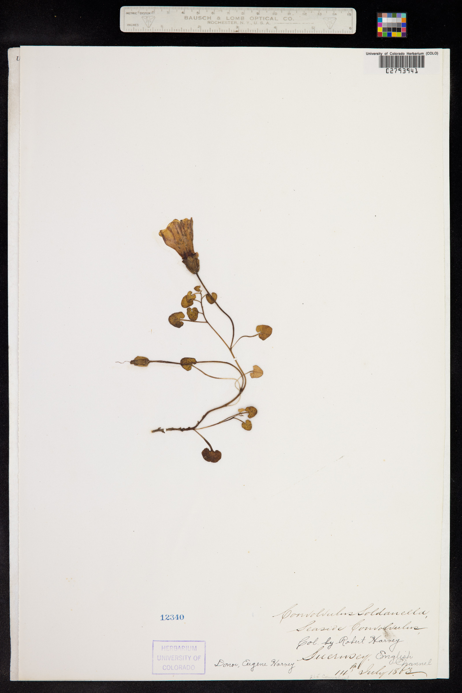 Calystegia soldanella image