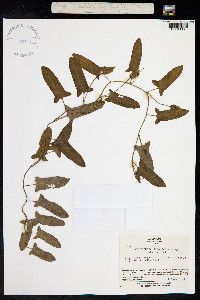 Calystegia pubescens image