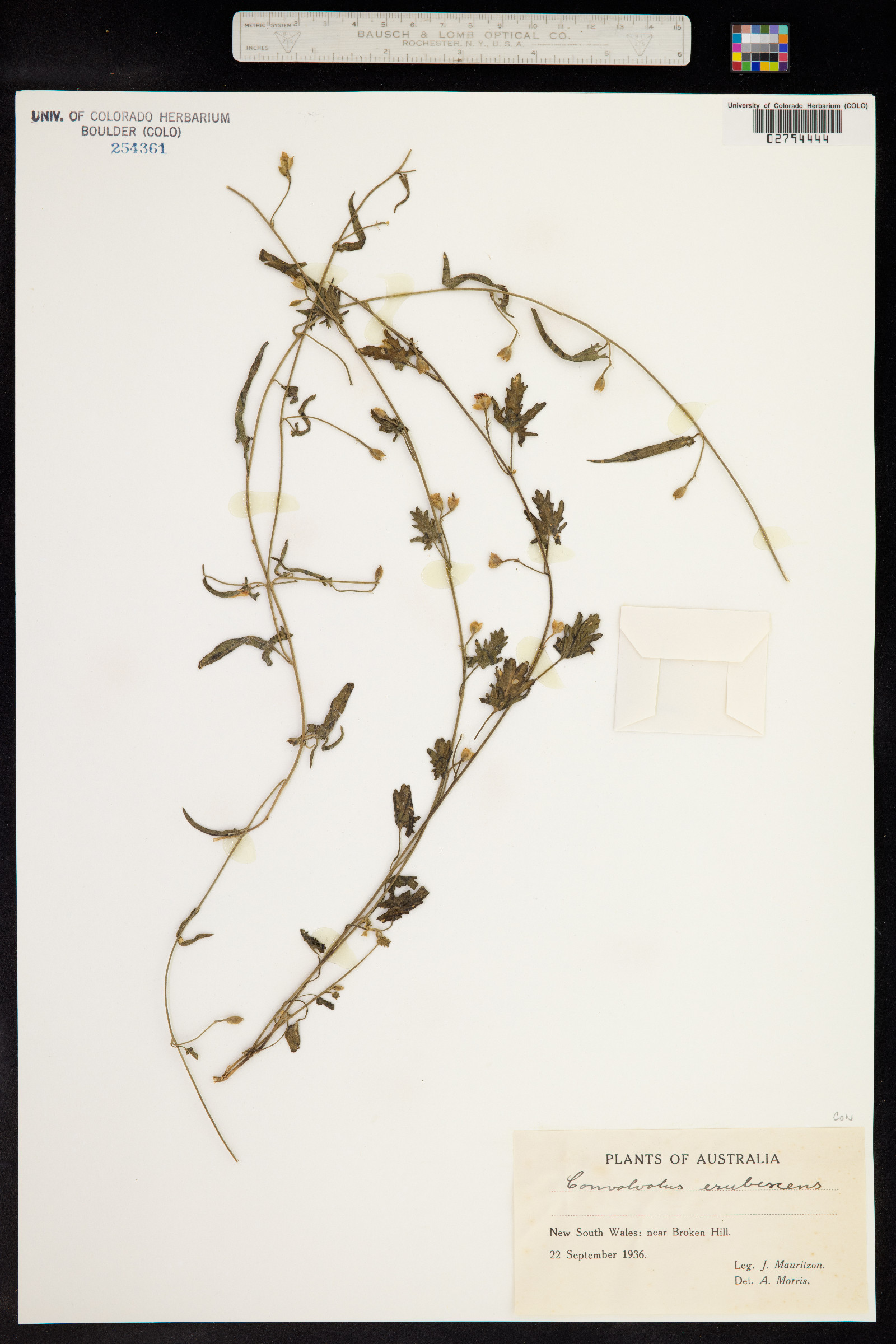 Convolvulus erubescens image