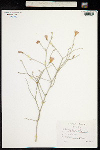 Image of Convolvulus dorycnium