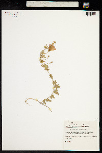 Image of Convolvulus althaeoides