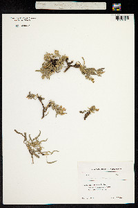 Convolvulus lineatus image