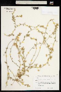 Convolvulus pilosellifolius image