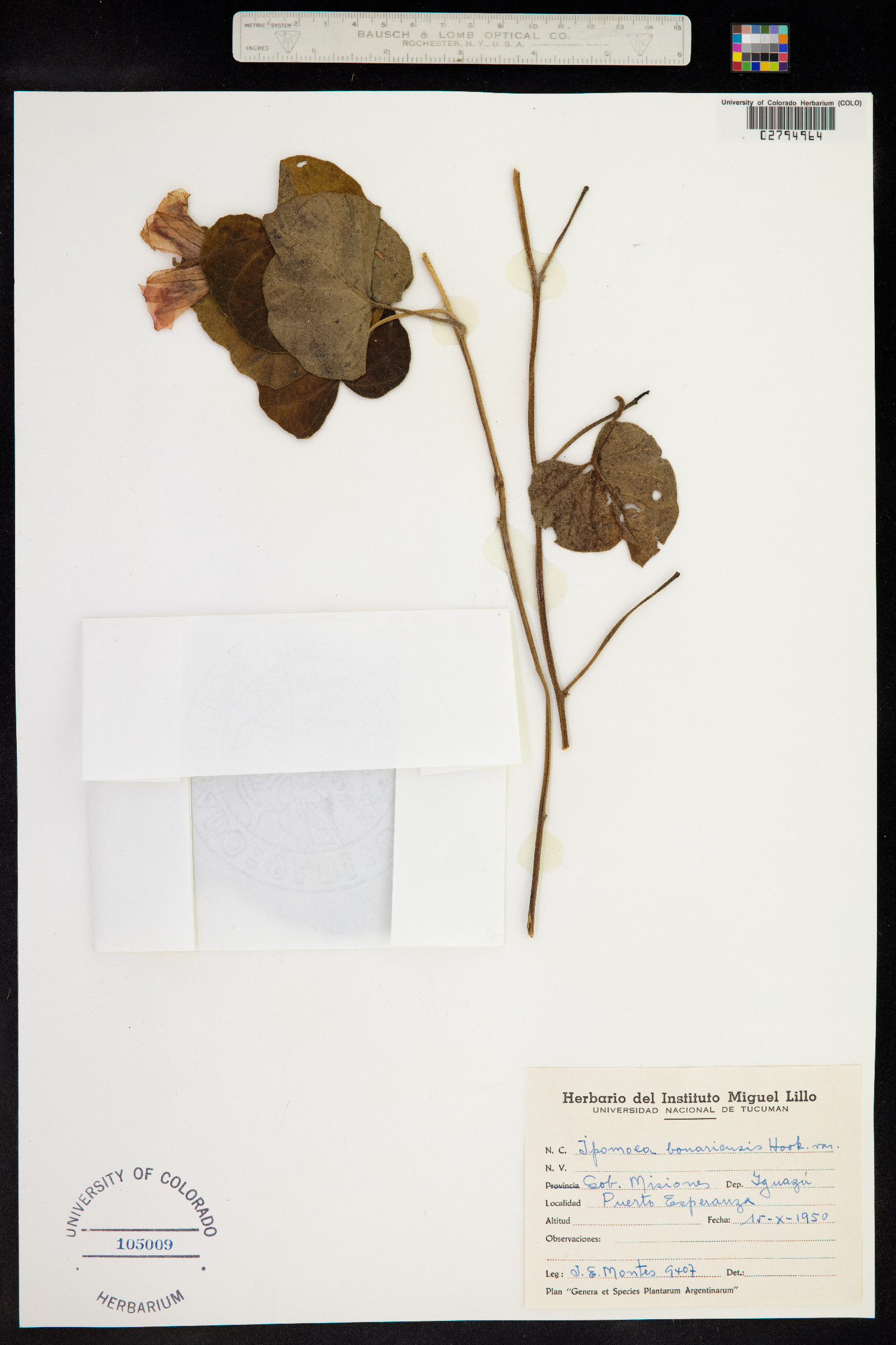 Ipomoea bonariensis image
