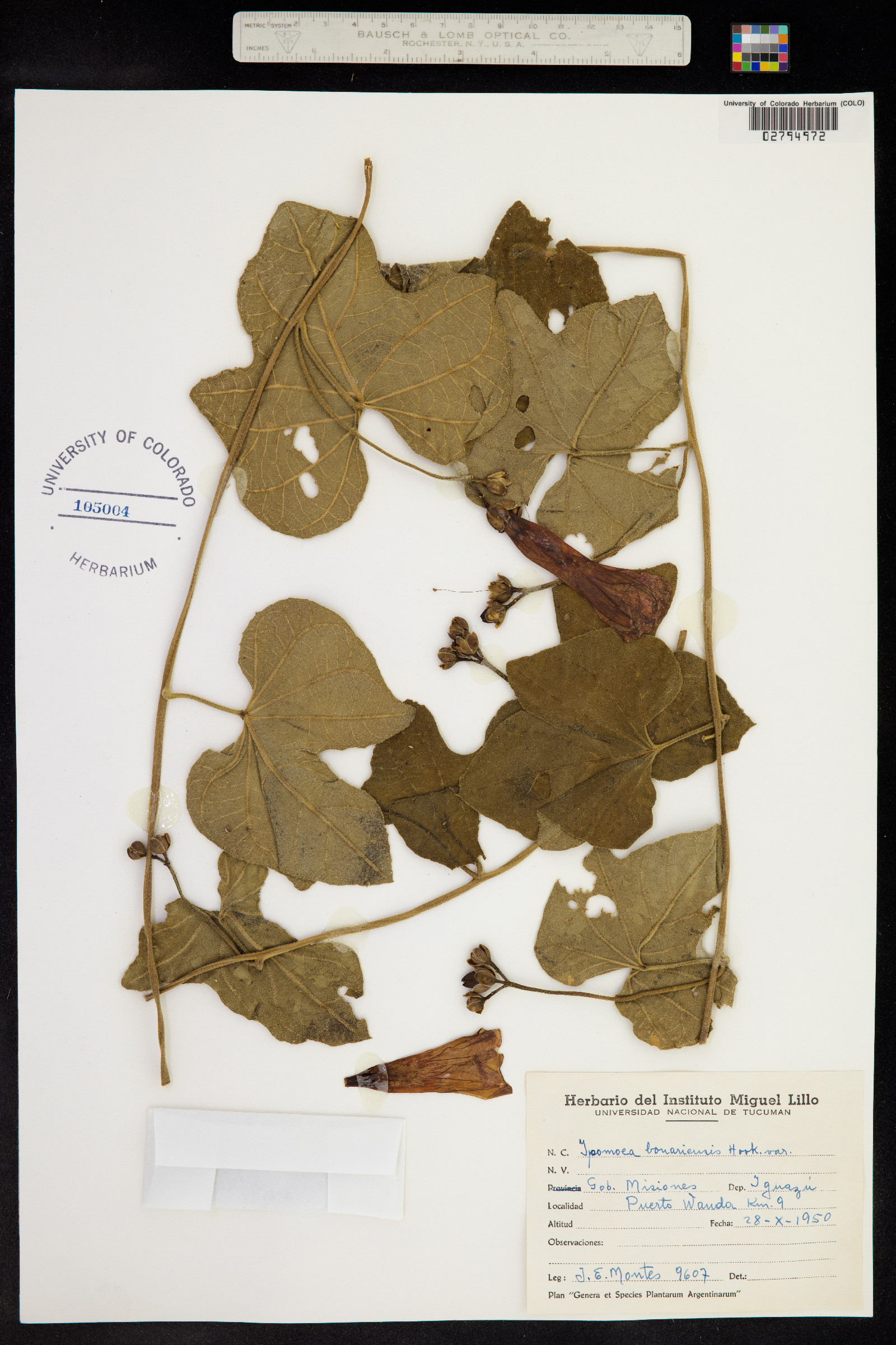 Ipomoea bonariensis image