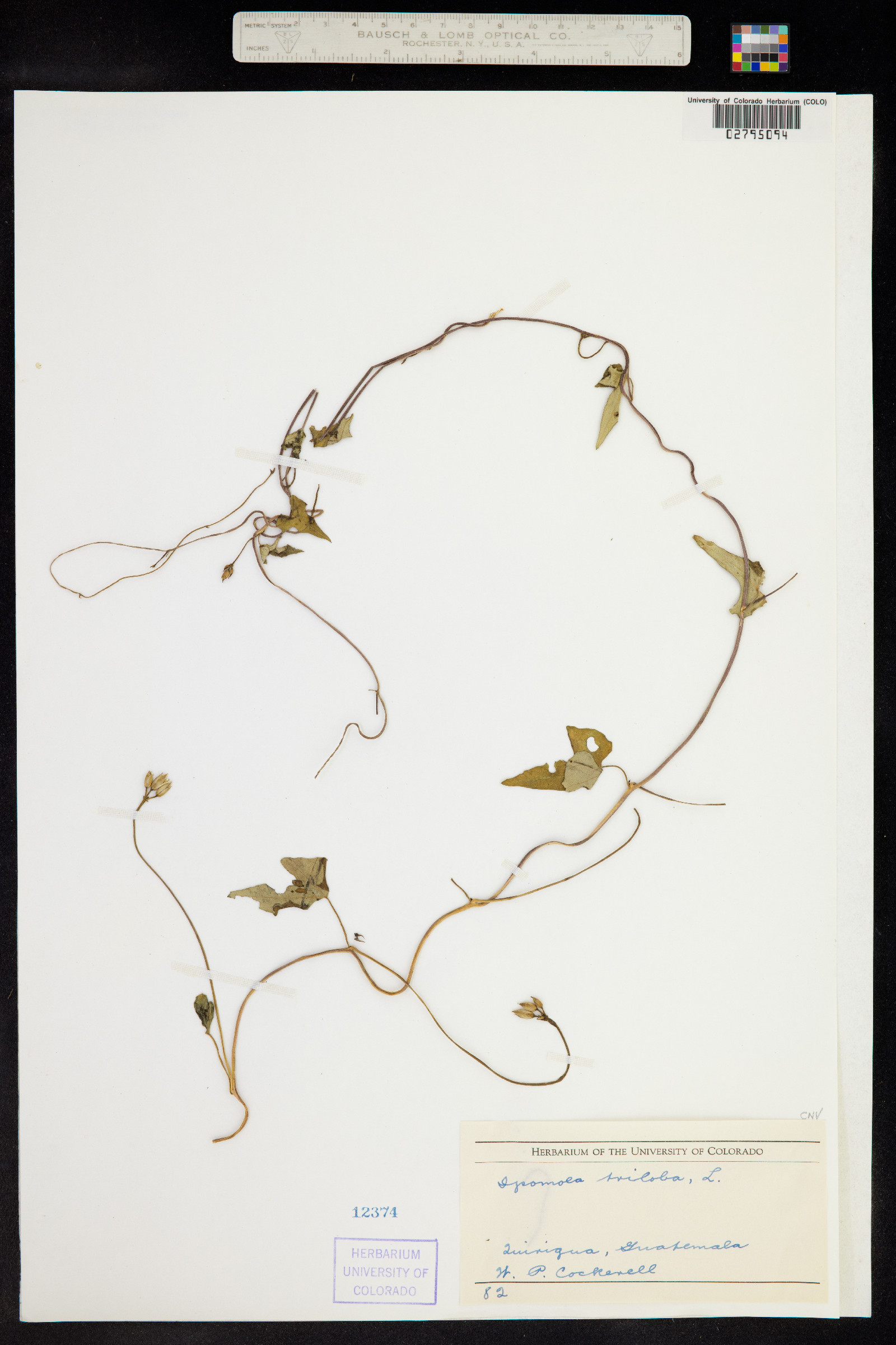 Ipomoea triloba image