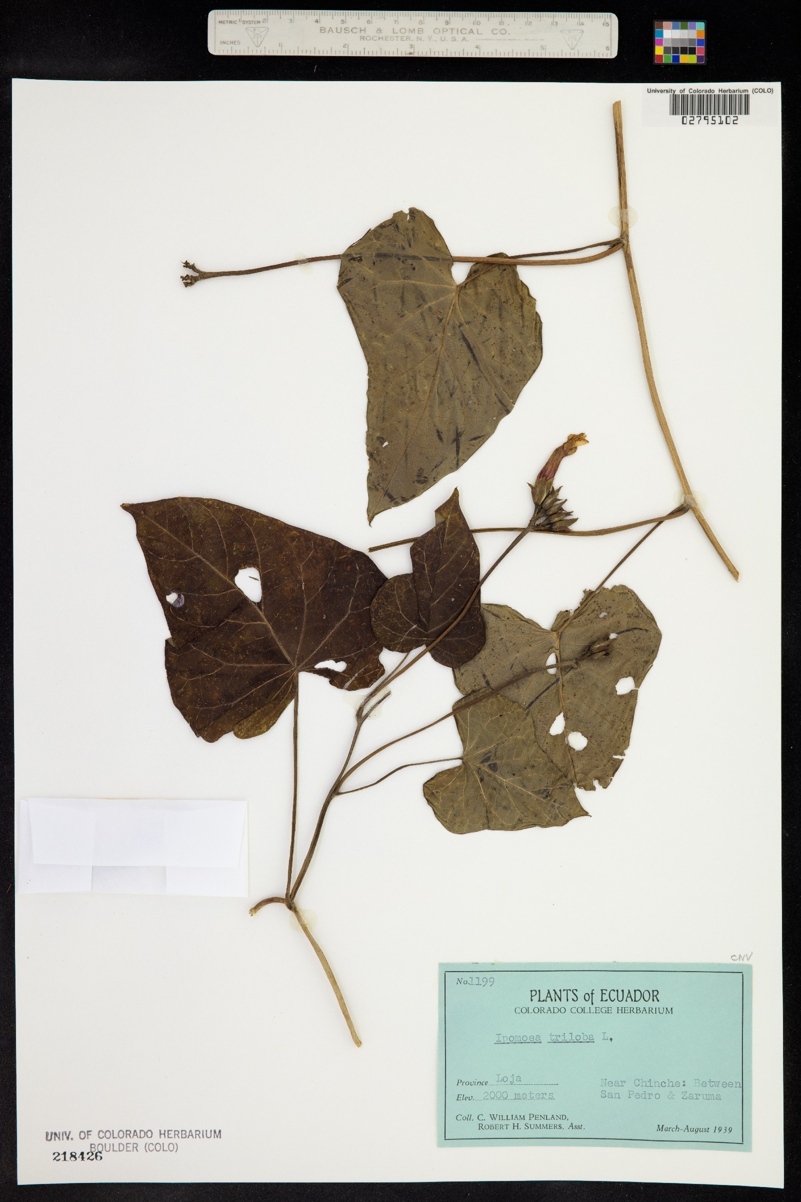 Ipomoea triloba image