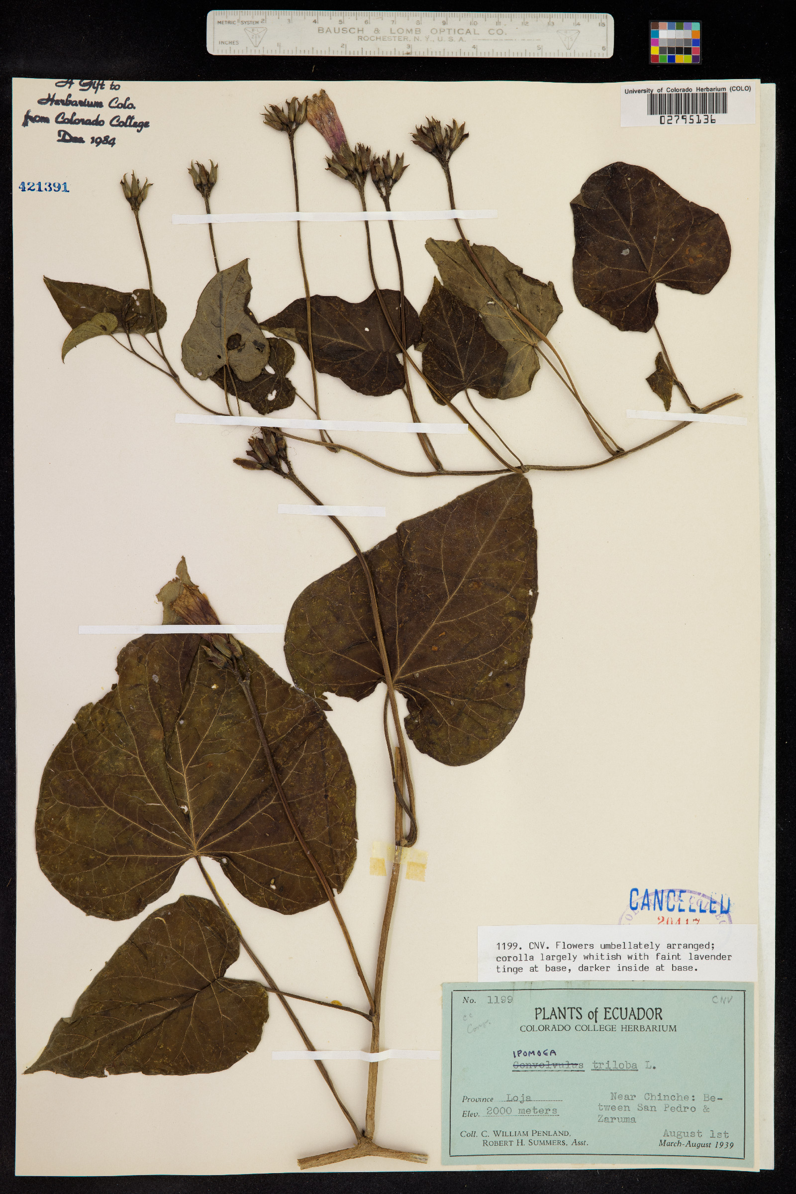 Ipomoea triloba image