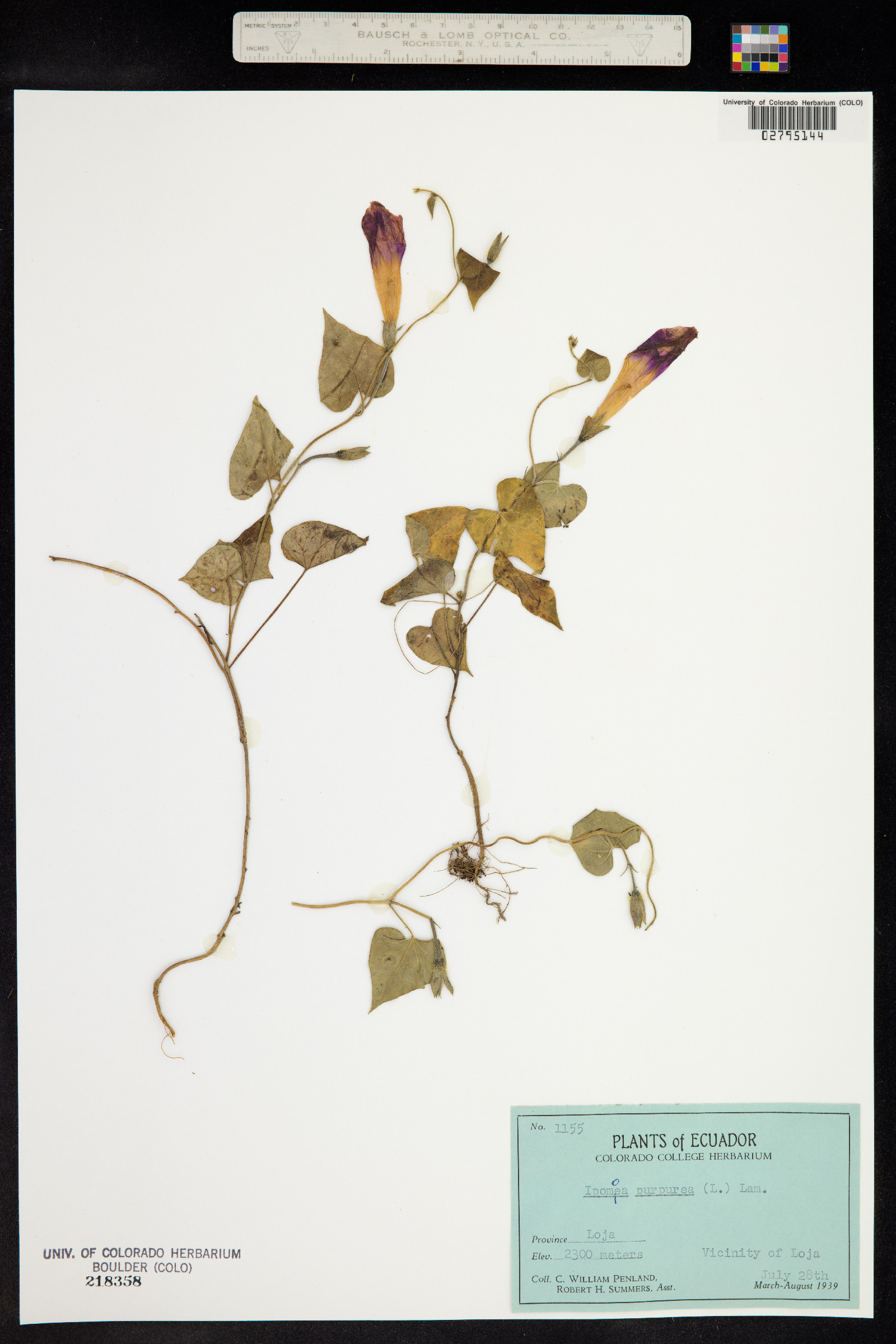 Ipomoea purpurea image