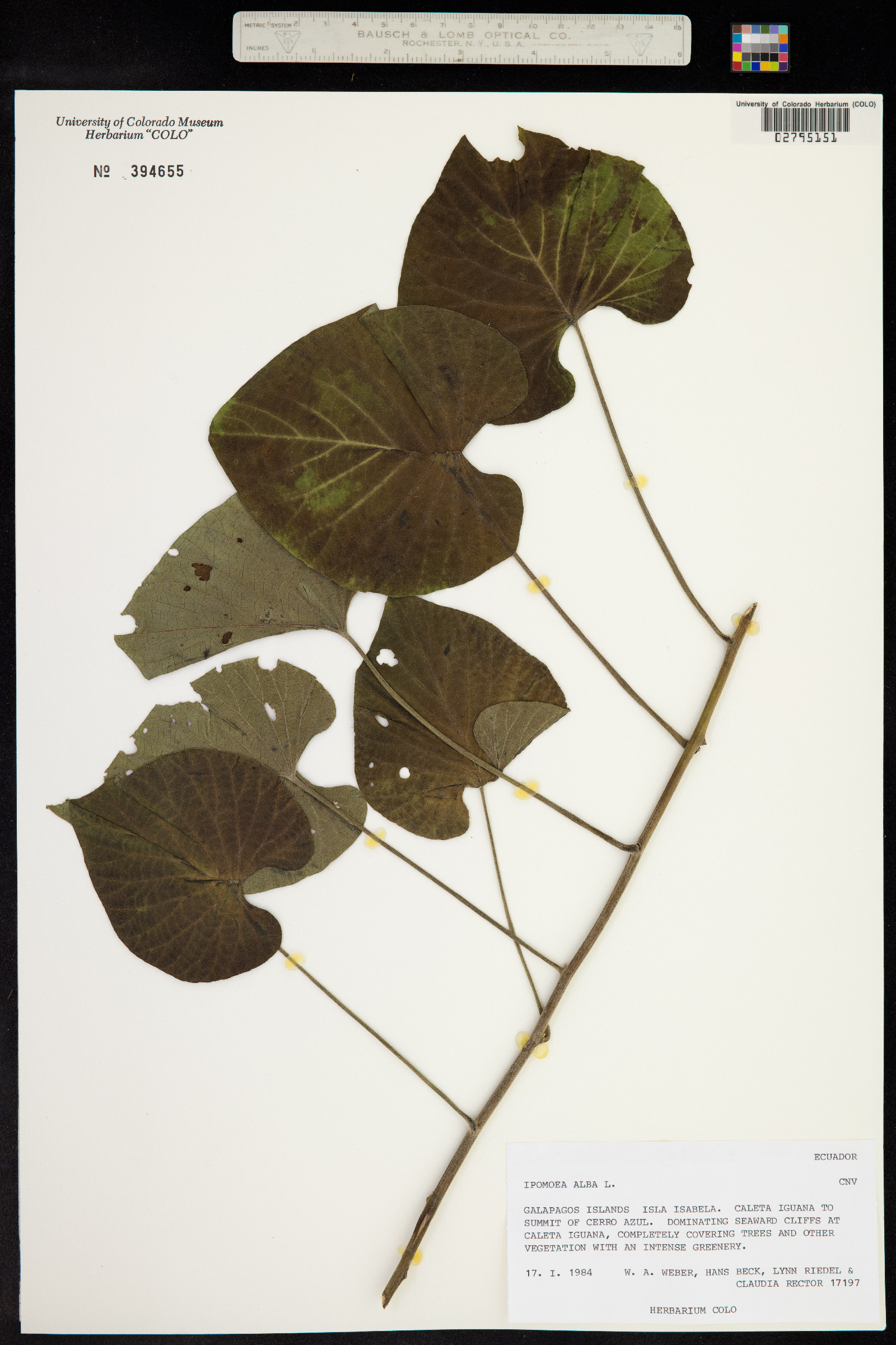 Ipomoea alba image