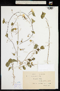 Image of Ipomoea obscura