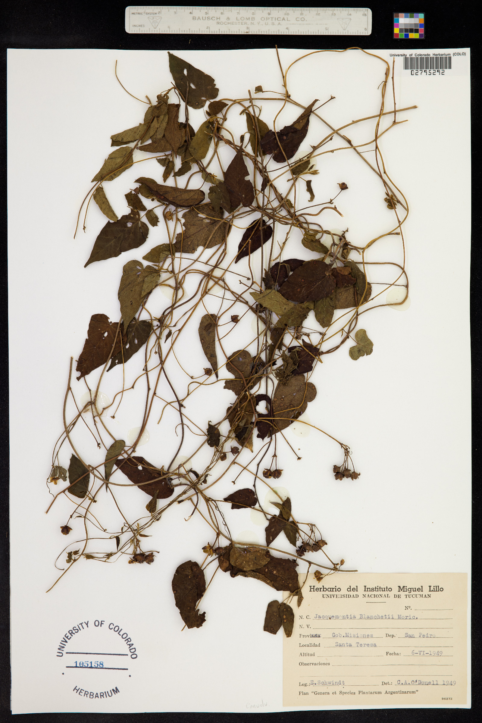 Jacquemontia blanchetii image
