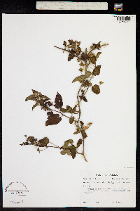 Jacquemontia pentanthos image