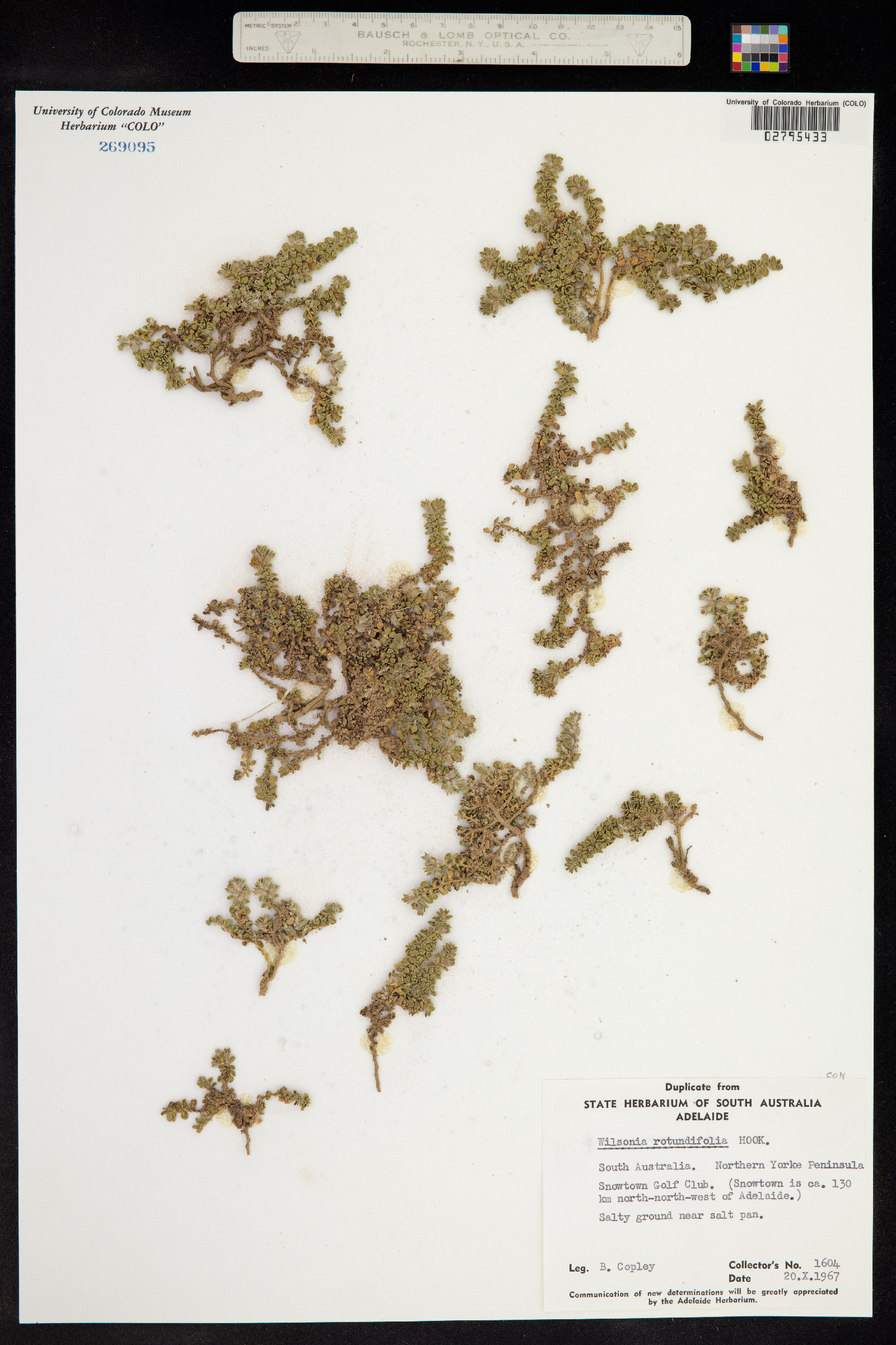 Wilsonia image