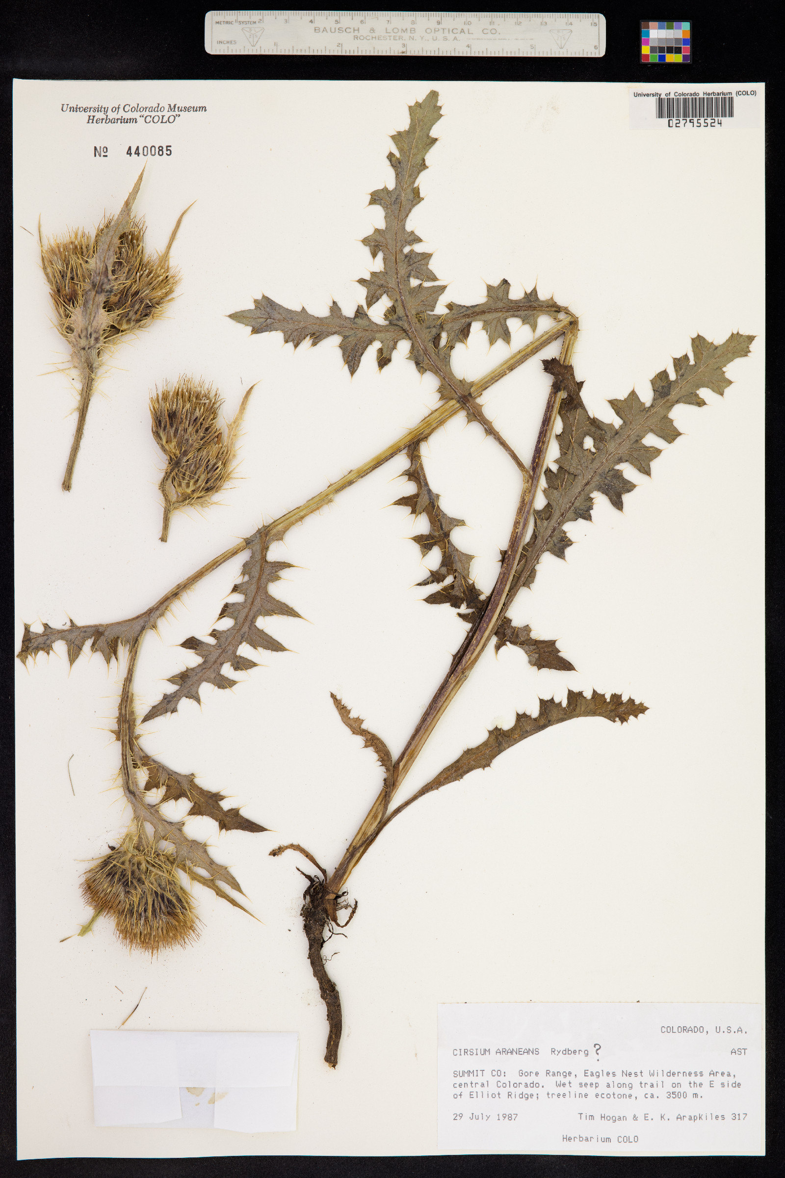 Cirsium araneans image