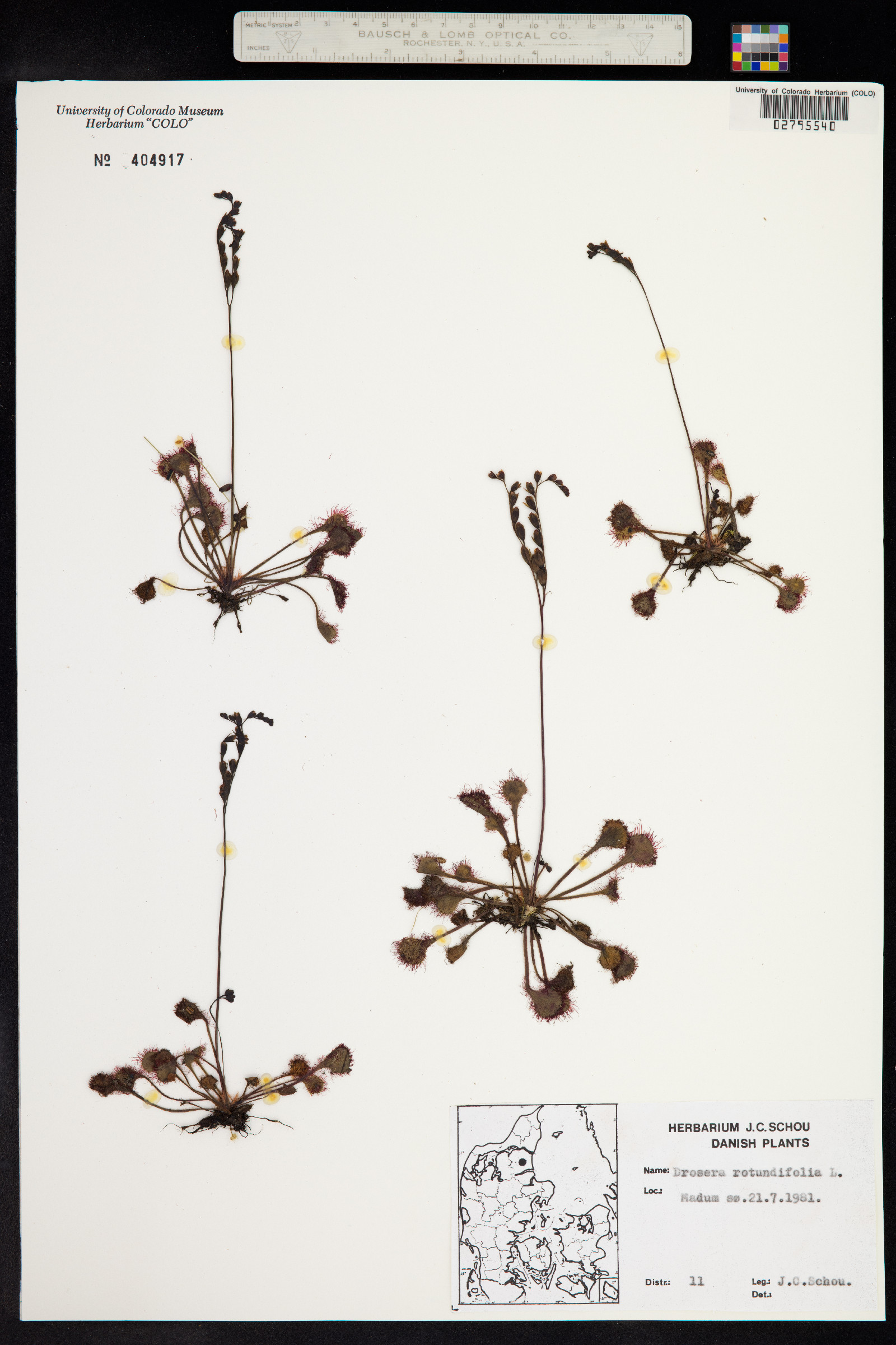 Drosera rotundifolia image