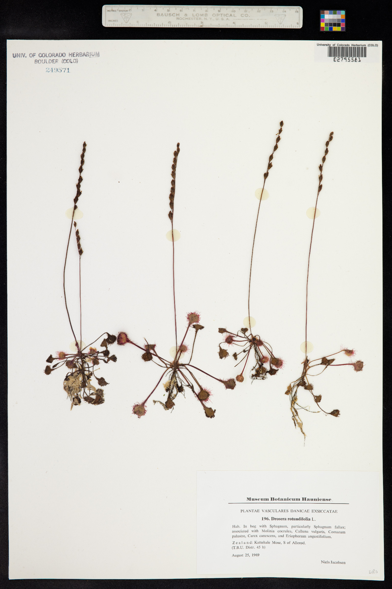 Drosera rotundifolia image