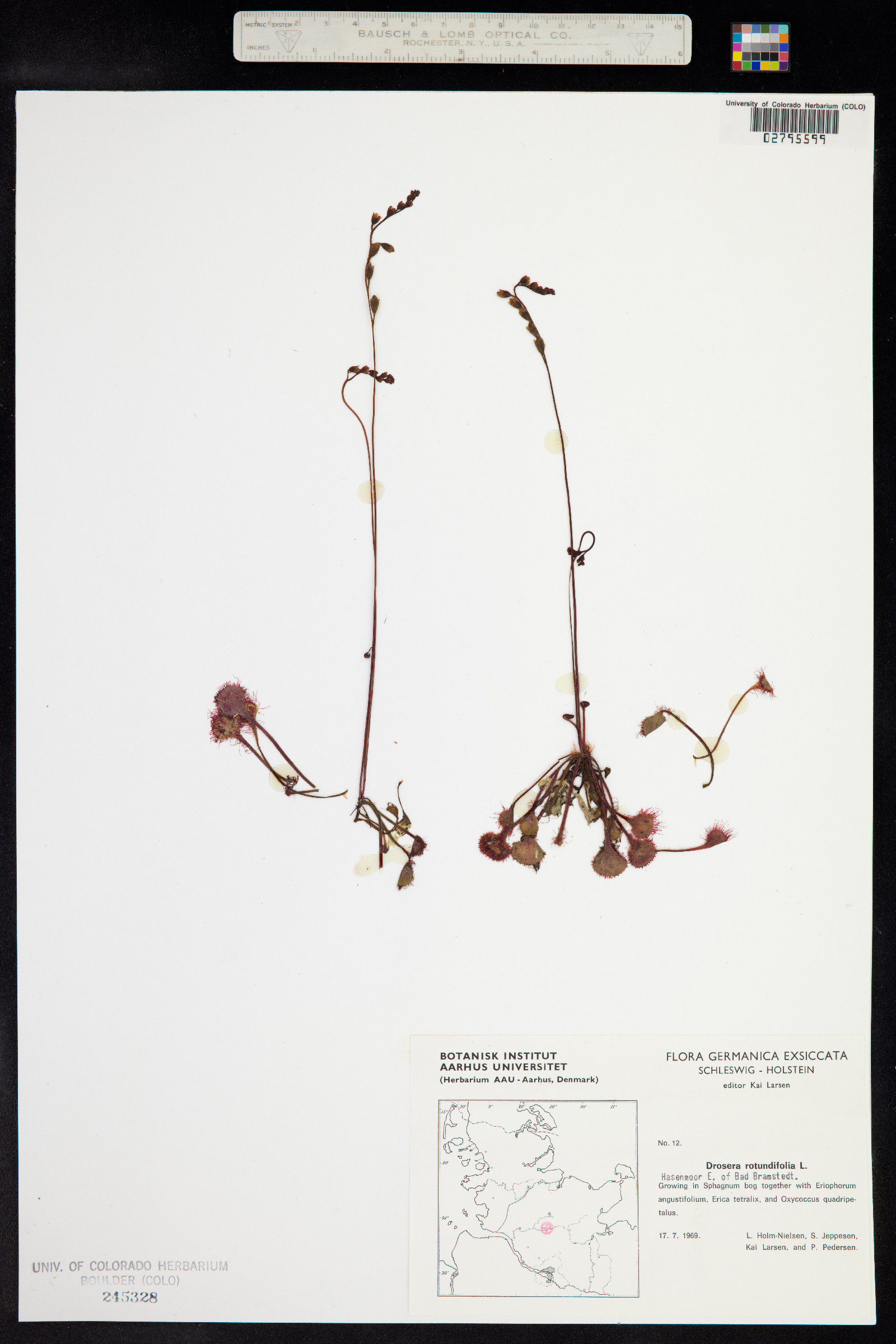 Drosera rotundifolia image