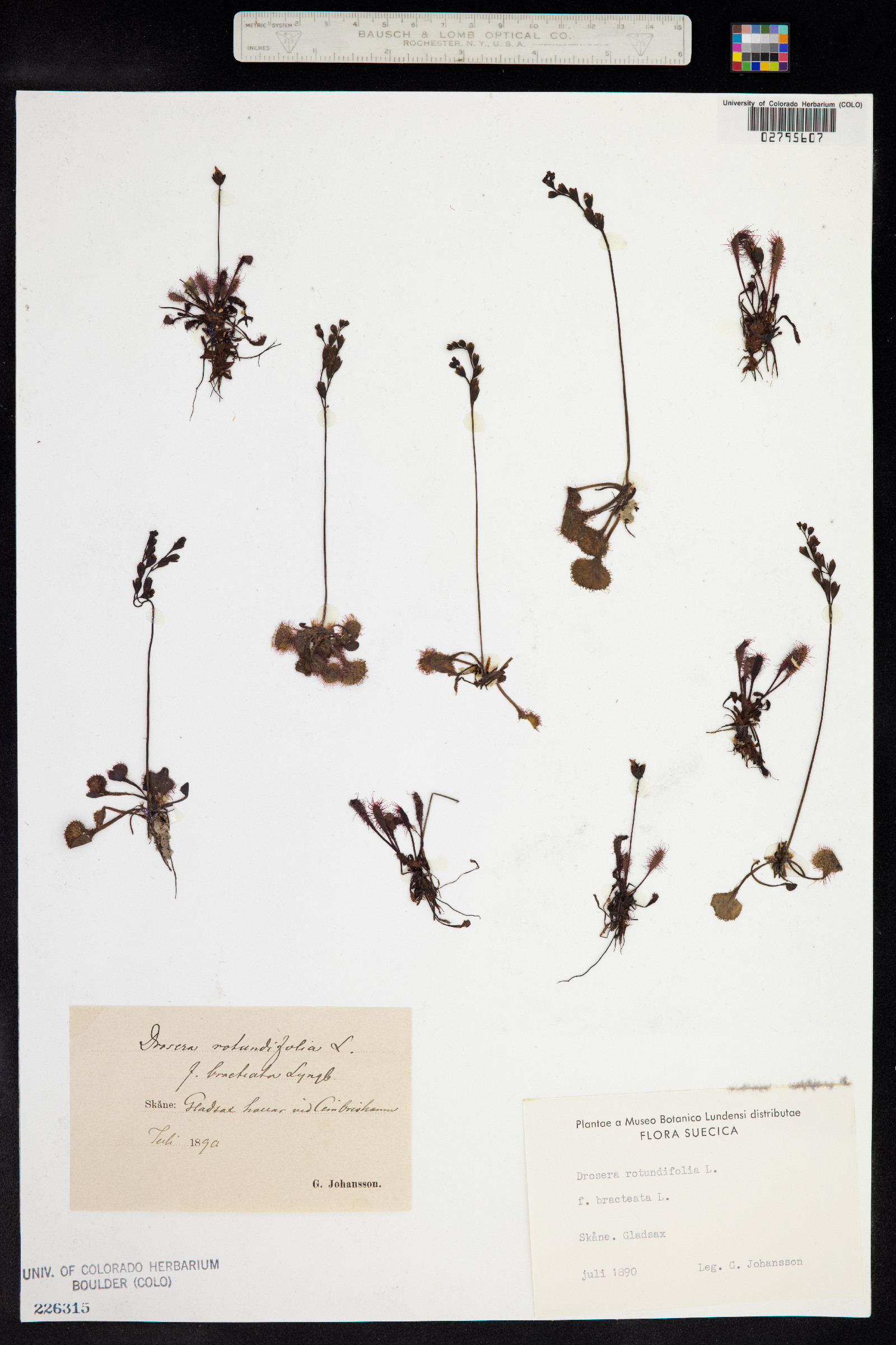 Drosera rotundifolia image