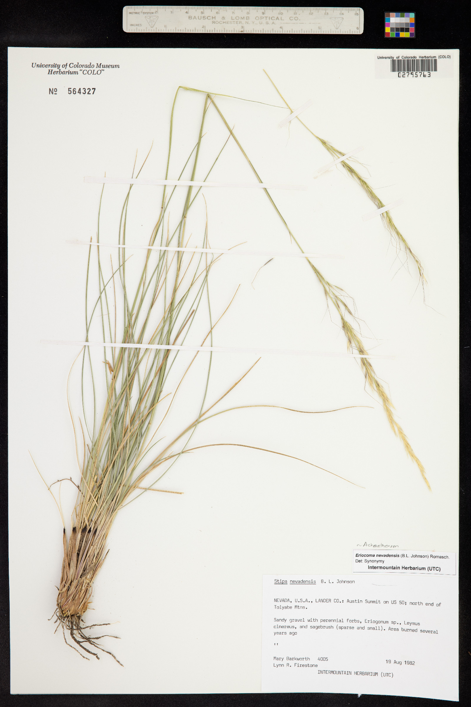 Achnatherum nevadense image