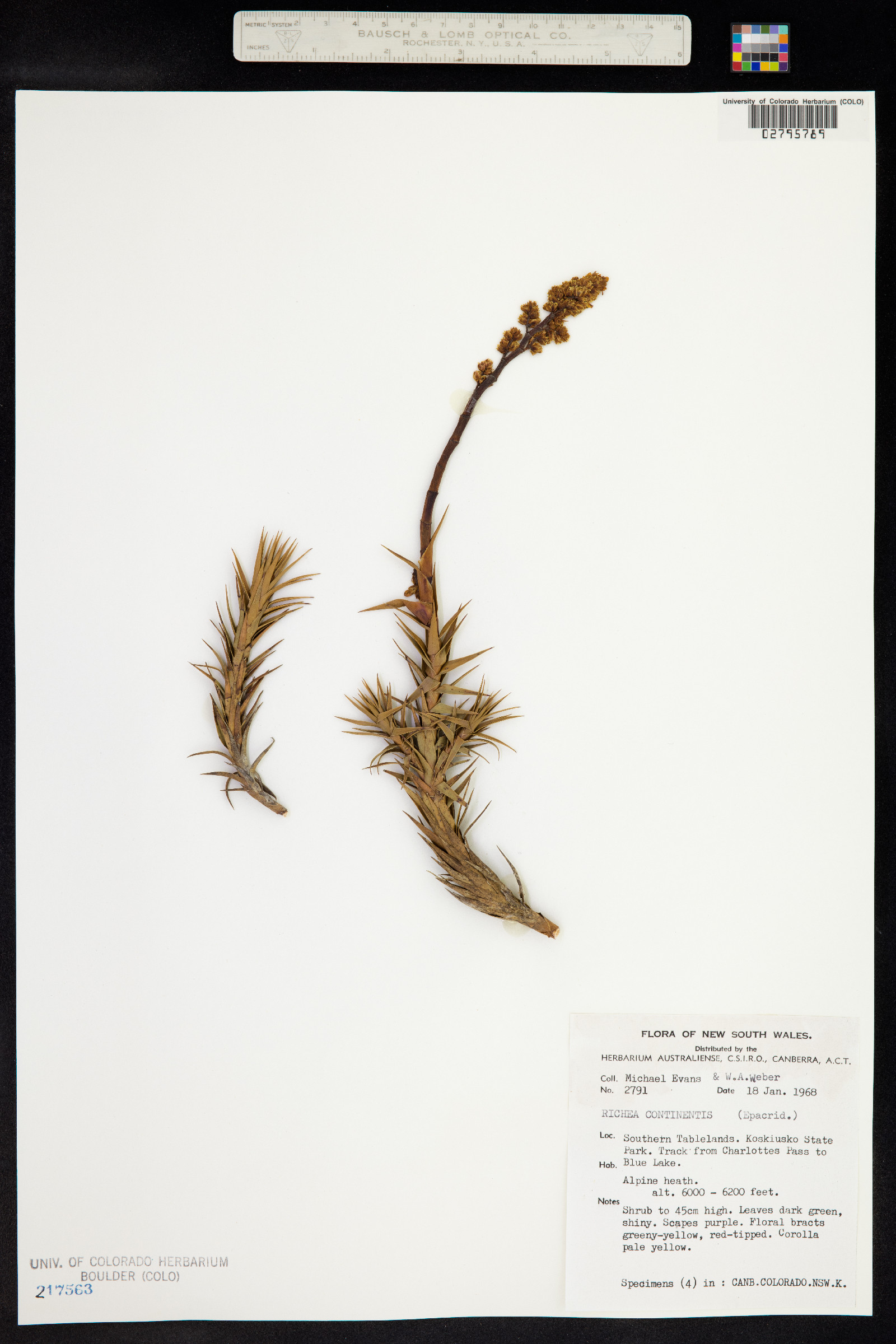 Richea continentis image