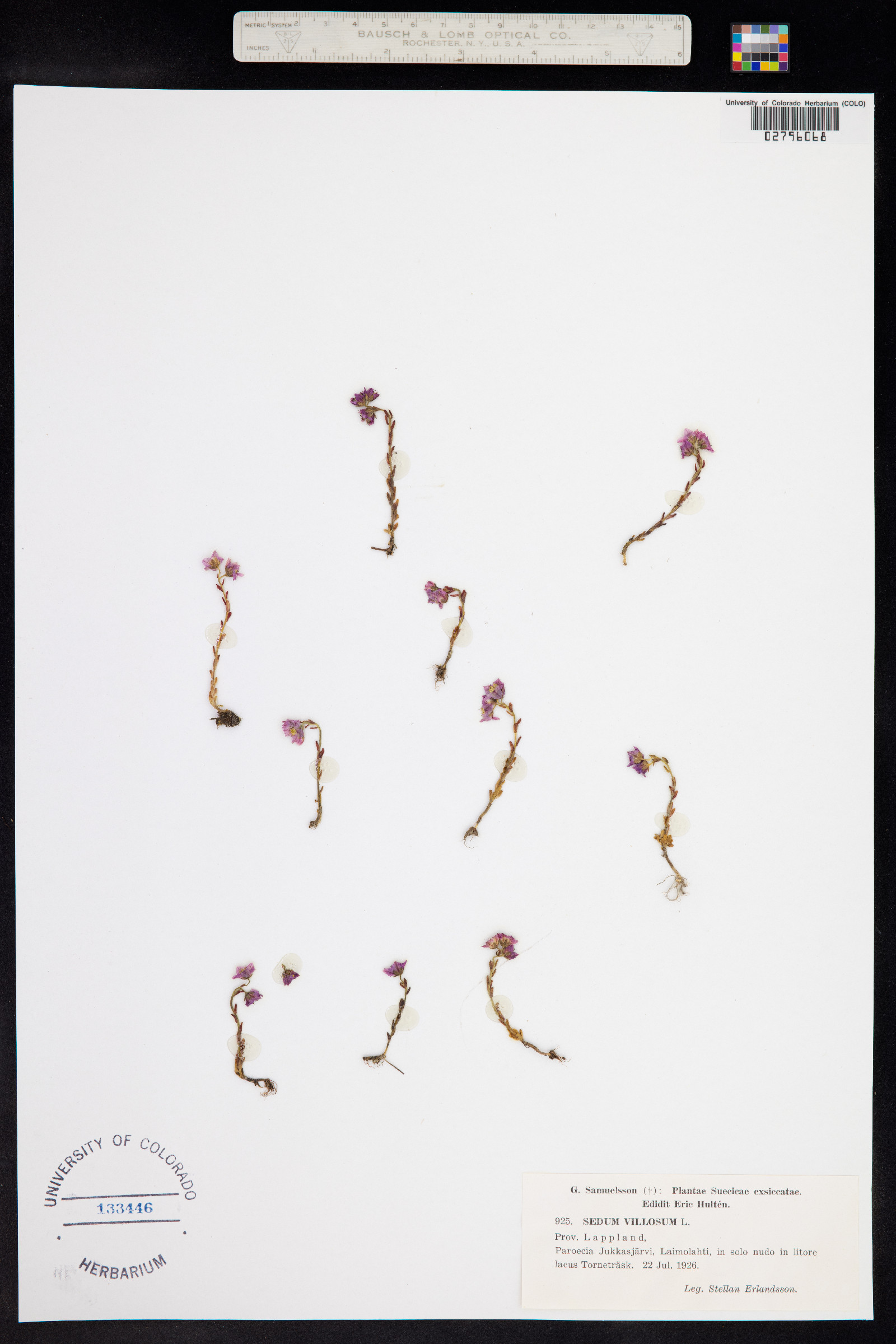 Sedum villosum image