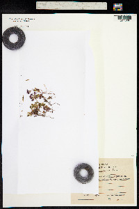 Image of Sedum cyrenaicum