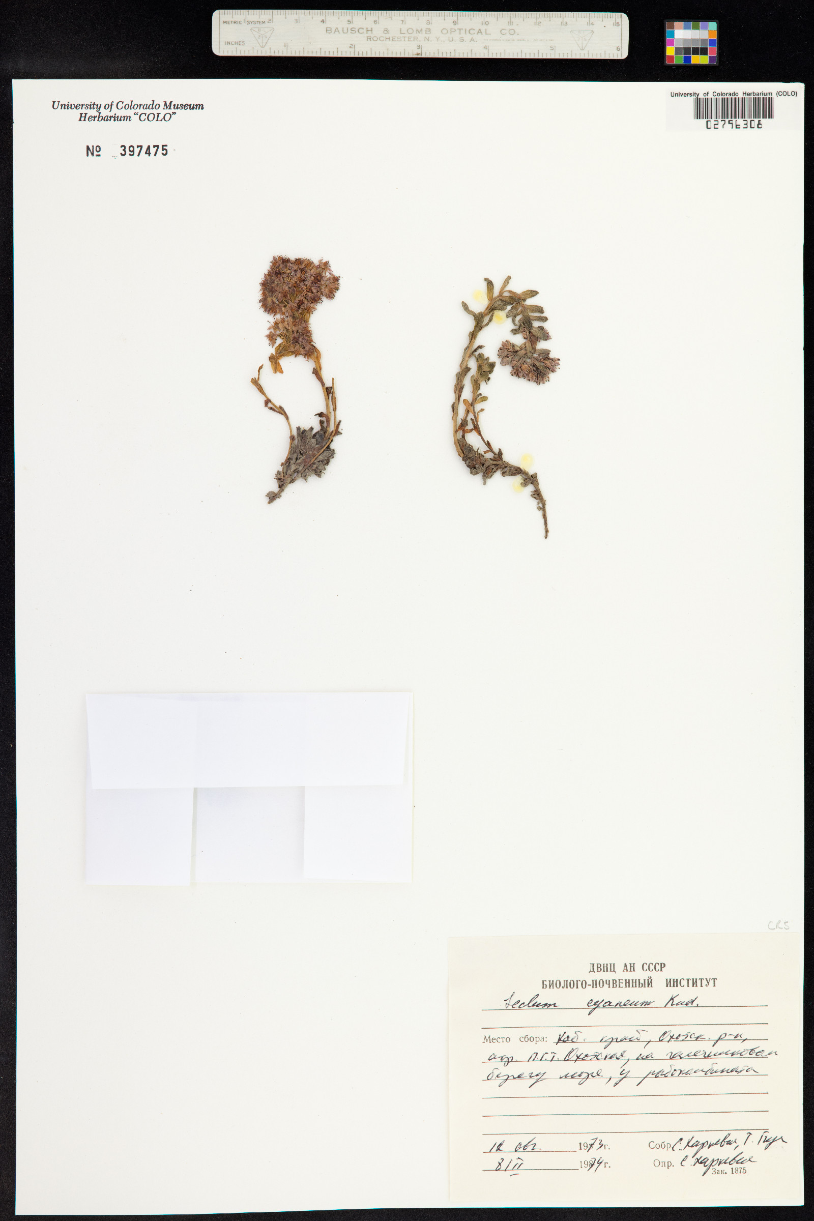 Hylotelephium cyaneum image