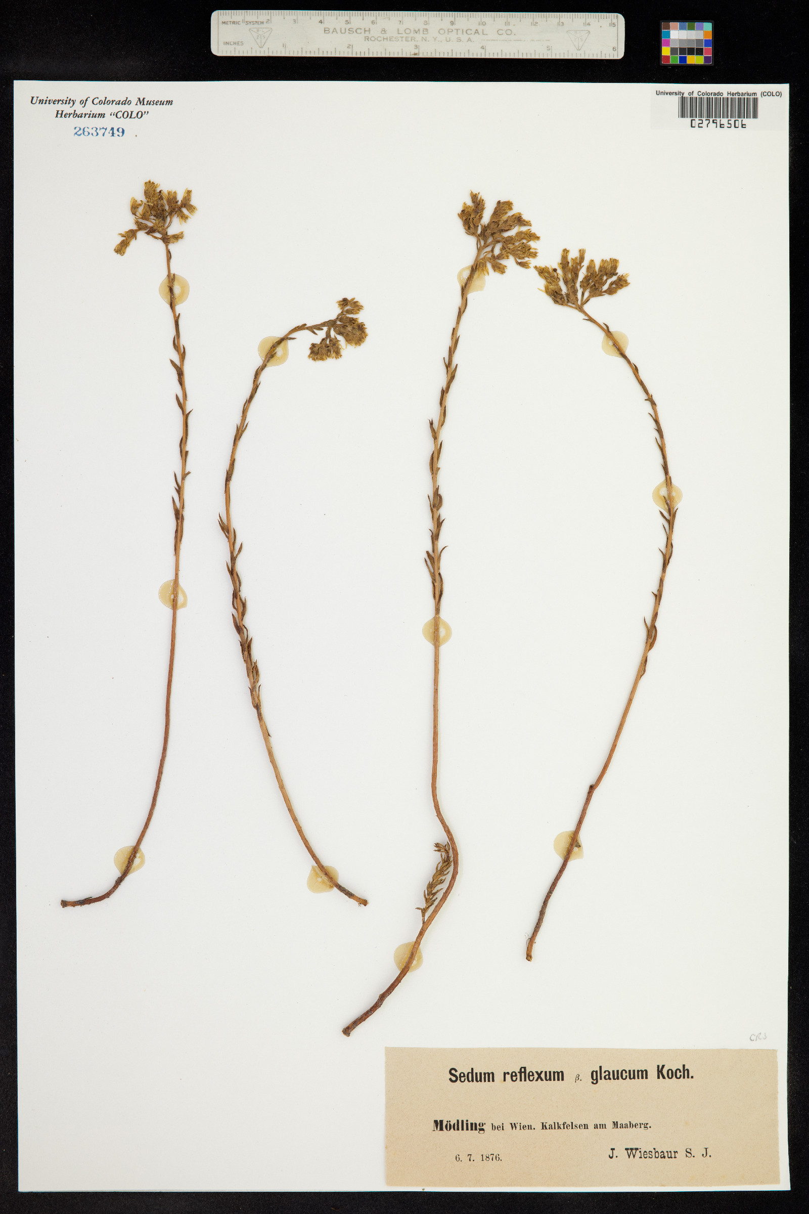 Sedum rupestre image