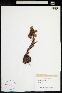 Sempervivum tectorum image