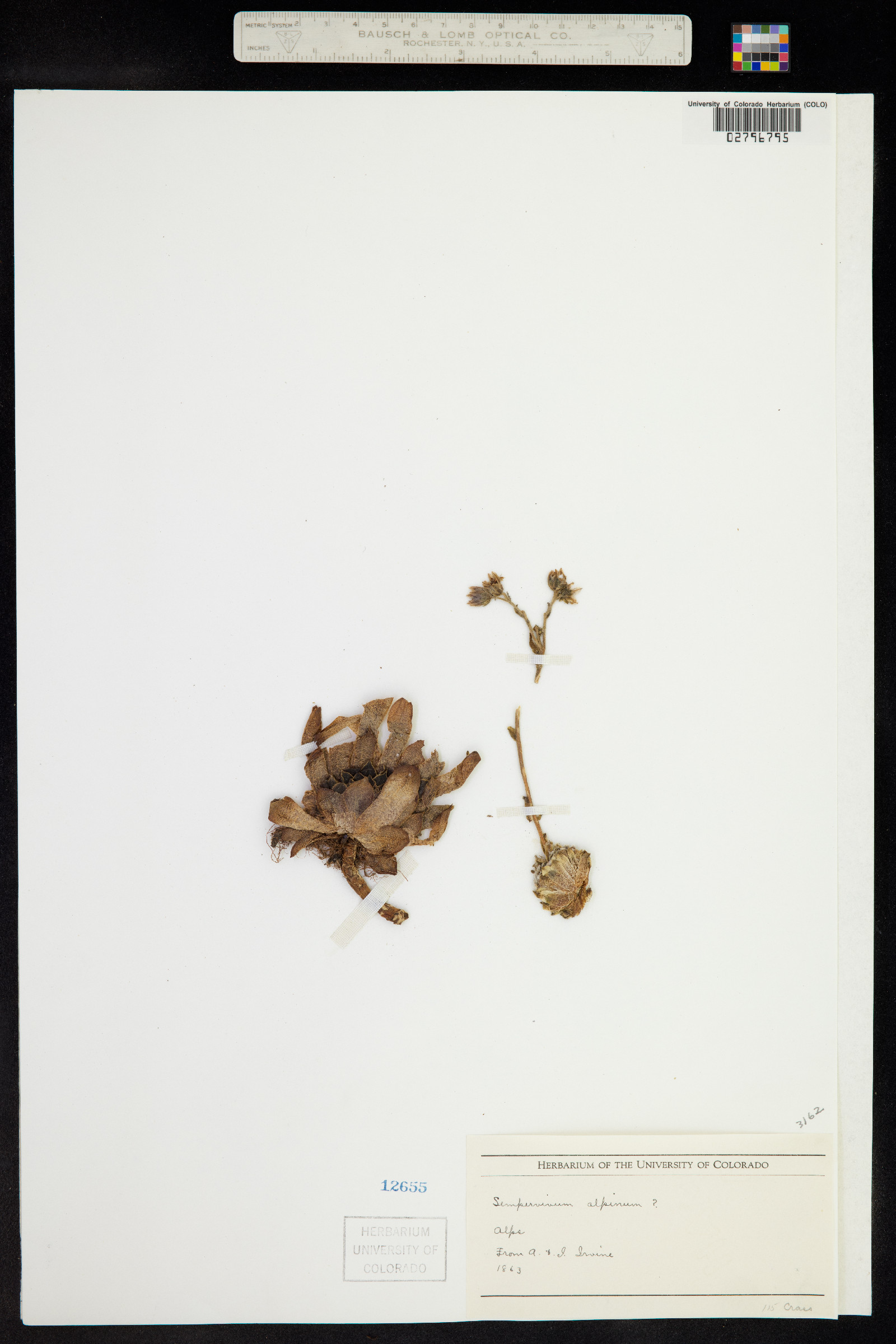 Sempervivum tectorum subsp. alpinum image