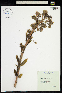 Image of Sempervivum tectorum